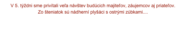 V 5. týždni sme privítali veľa návštev budúcich majiteľov, záujemcov aj priateľov.
Zo šteniatok sú nádherní plyšáci s ostrými zúbkami.... 