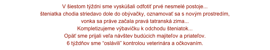 V šiestom týždni sme vyskúšali odfotiť prvé nesmelé postoje... 
šteniatka chodia striedavo dole do obývačky, oznamovať sa s novým prostredím,  
vonka sa práve začala pravá tatranská zima...
Kompletizujeme výbavičku k odchodu šteniatok...
Opäť sme prijali veľa návštev budúcich majiteľov a priateľov.
6 týždňov sme “oslávili” kontrolou veterinára a očkovaním.
